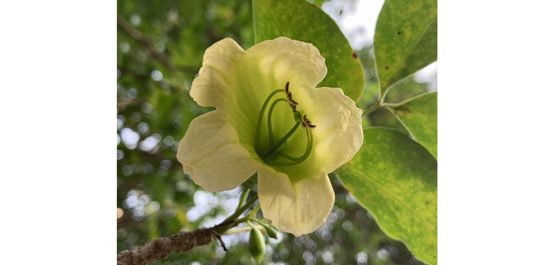 Rà đẹt hải nam